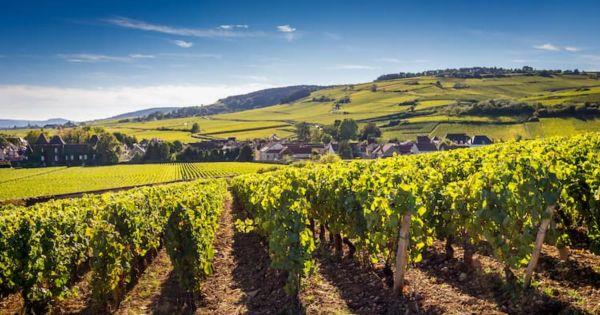 Le charme des vins de Bourgogne 2024